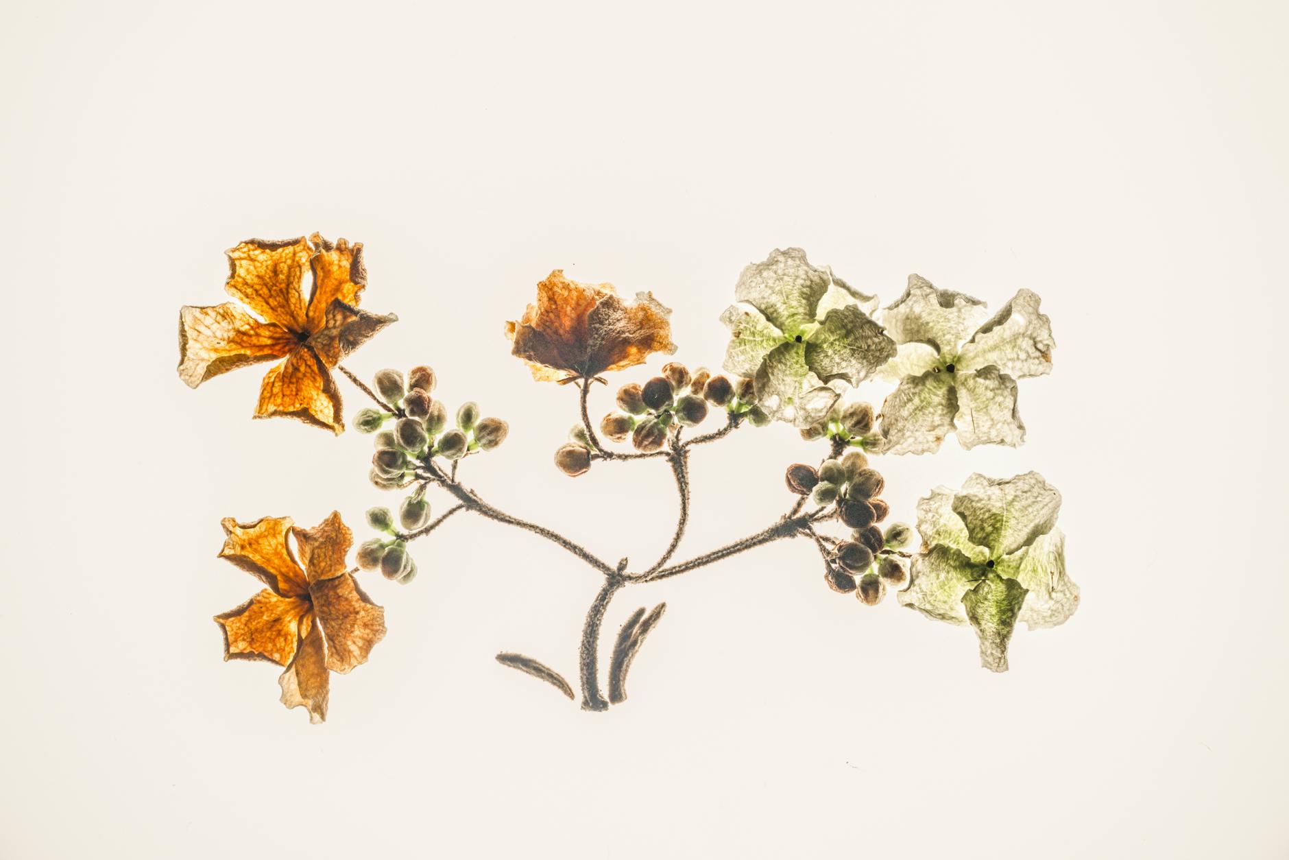 An artistic arrangement of dried flowers showcasing intricate details and subtle colors on a plain background.