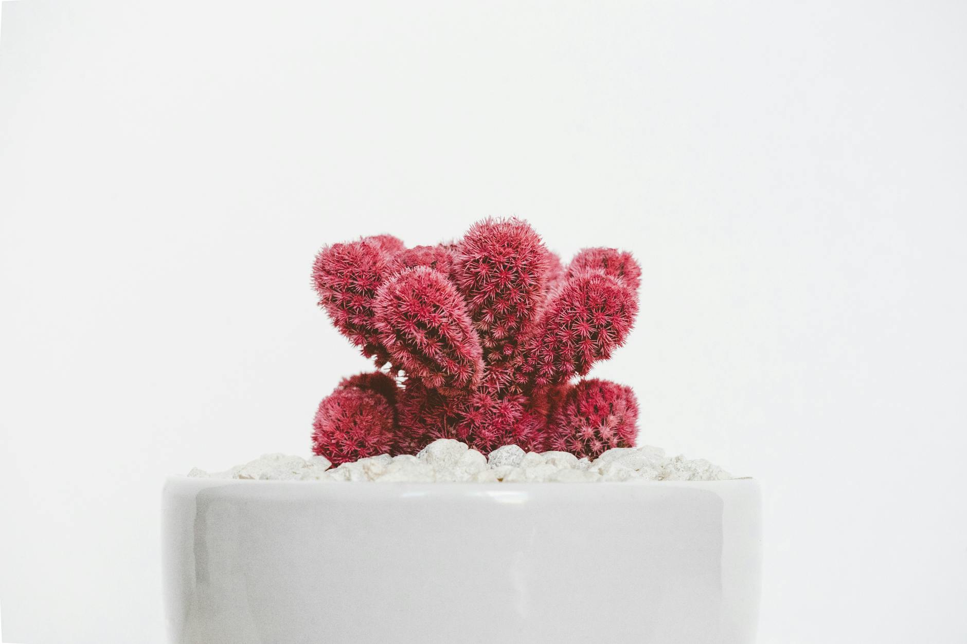A striking red cactus in a white pot with pebbles, set against a minimalist background.